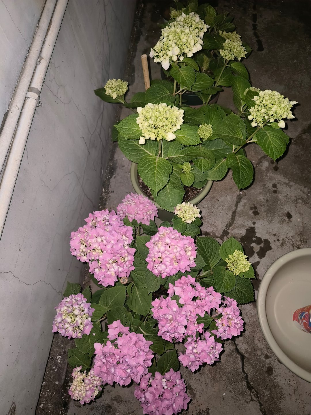 今年养的无尽夏不过因为露天养殖雨水太多已经枯萎了