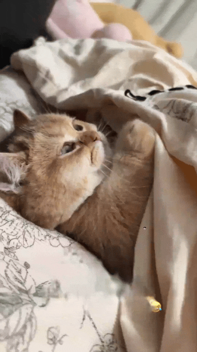 注意看！大学生放假回家，老妈直接给安排上贴心小宝贝！还特意交代说这猫不掉毛，能钻