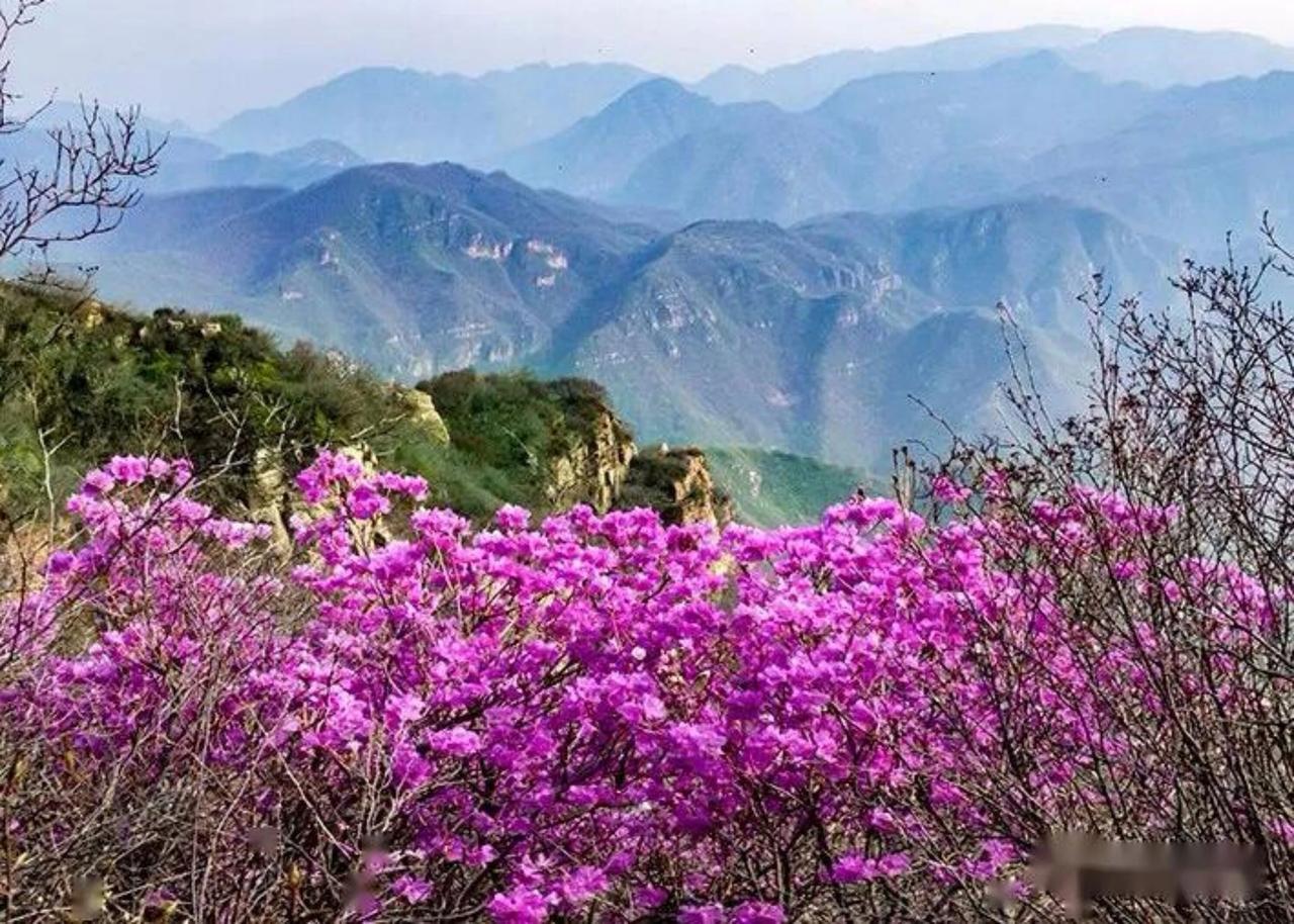 四月京东，春山可望。京东大峡谷景区井台山上的野生杜鹃已进入最佳观赏期。这里的杜鹃