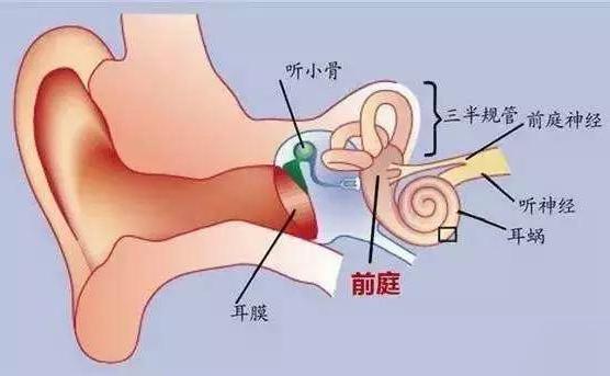坐车会晕车是什么原因?