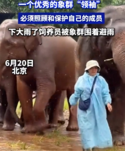 万物皆有灵！”6月20日，北京，一女饲养员去给大象送吃的，不料，雨越下越大，女子