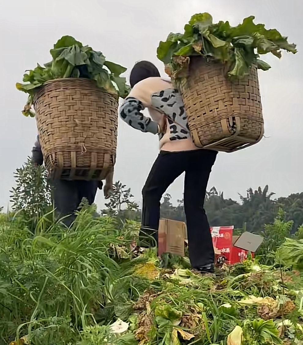 农村四哥的大姐家儿菜丰收了，她却说要砍回去喂猪！去年儿菜价格贵，大姐今年就多