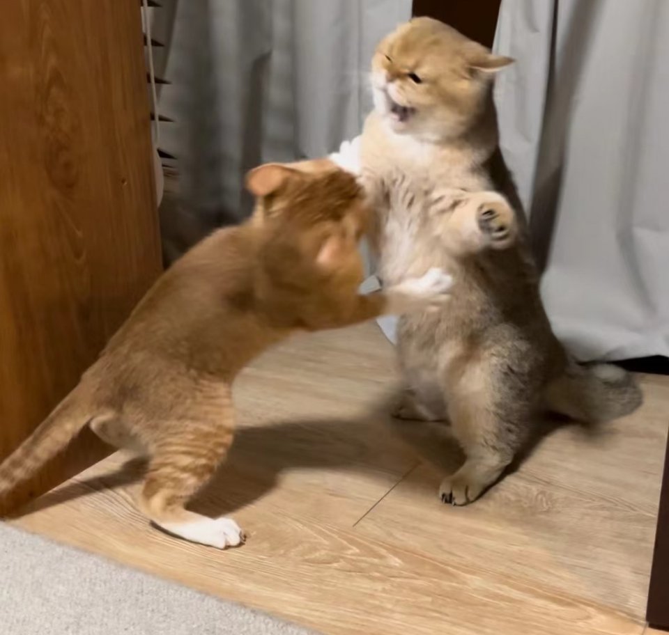 萌宠我不是个好麻麻，我就爱看它们打架