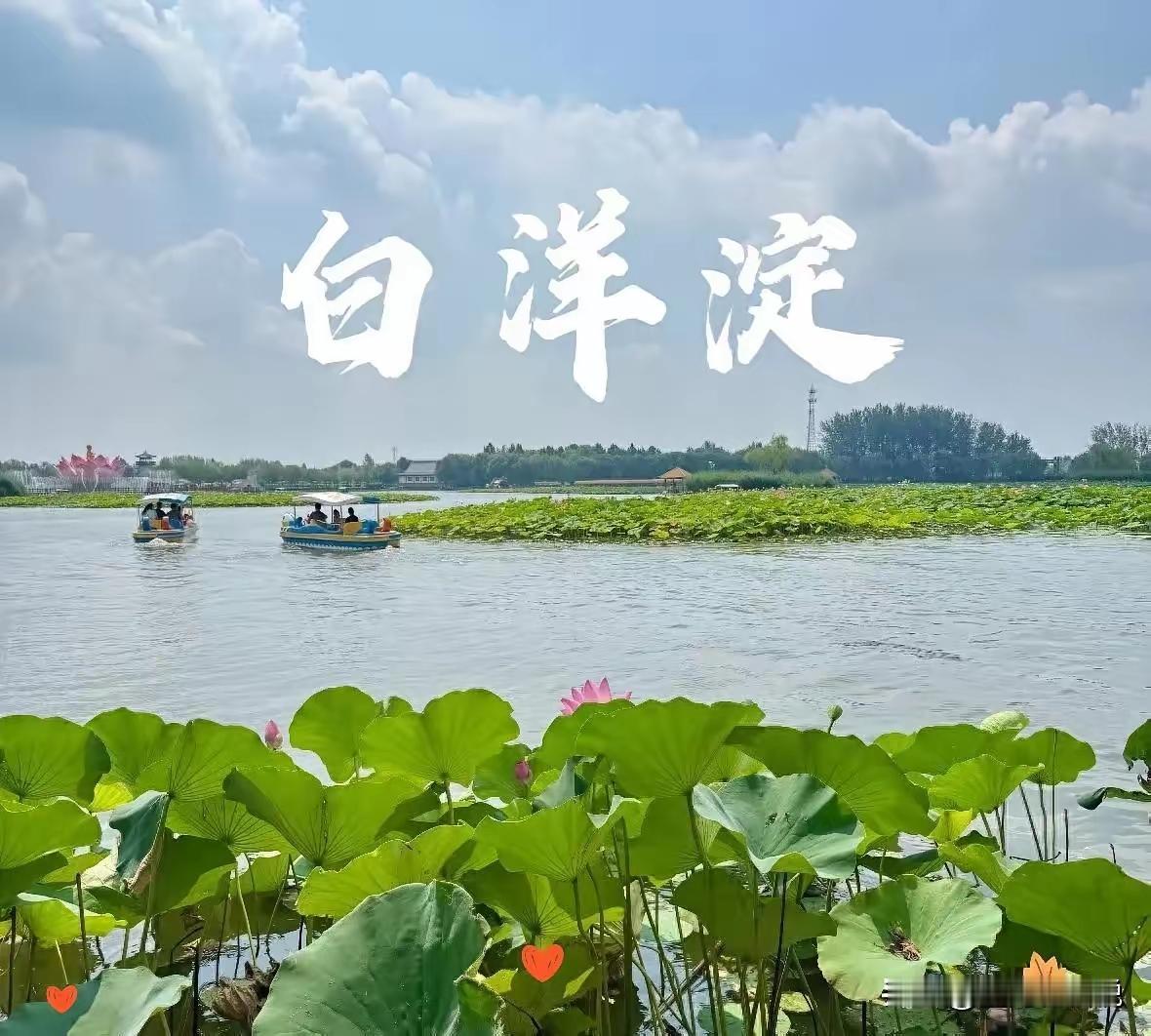 哥们儿从保定儿子家刚回来几天，我们聚会的时候，问他没到白洋淀看看风景？网上说白洋