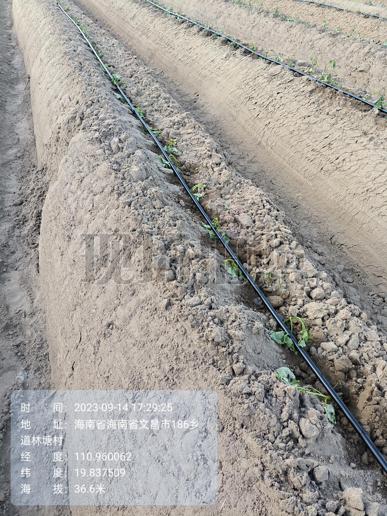 新手种红薯应注意什么新手种红薯核心注意事项（简单易懂，少走弯路）一、选地