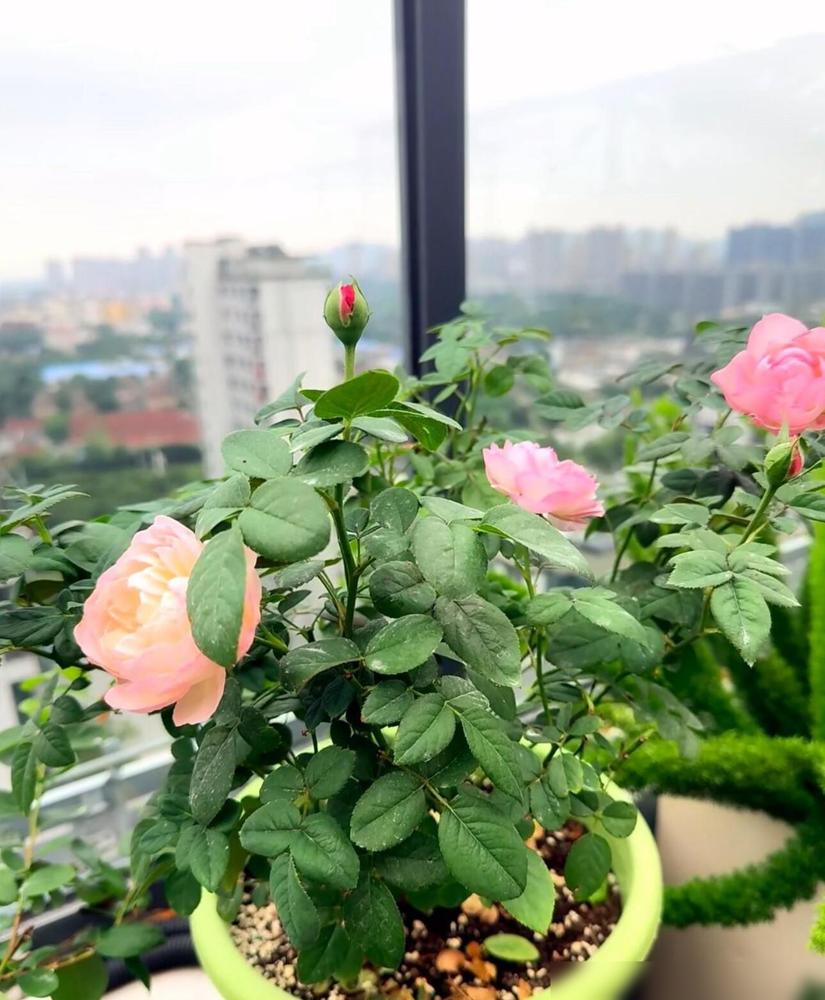 我发现，男人50岁以后，精力直接断崖式下跌。我老公今年54，这事我最有发言权。