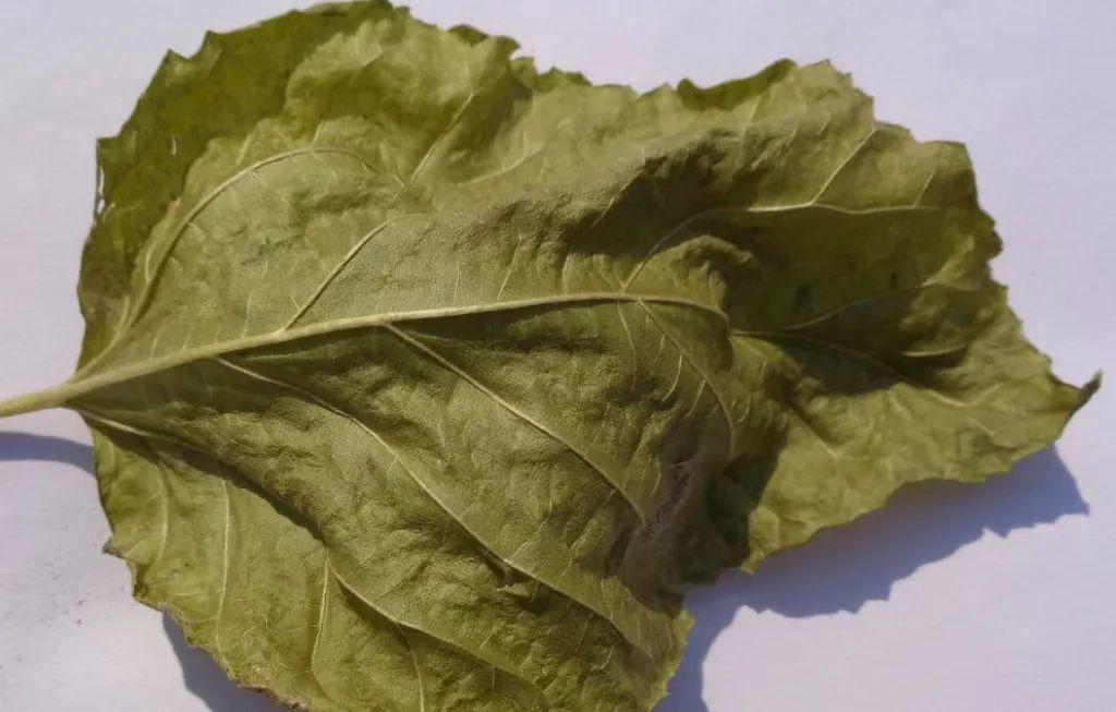 临床用药经验分享头发变白通常是血虚的原因，肝藏血，发为血之余，女人头发变白一