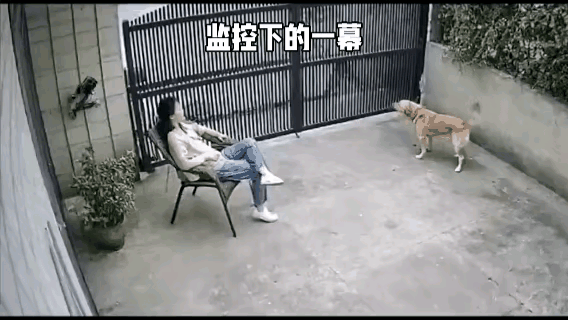 狗狗确实能发现人眼看不到的东西。我在乡下住过多年，狗狗的嗅觉异常灵敏，有时候，