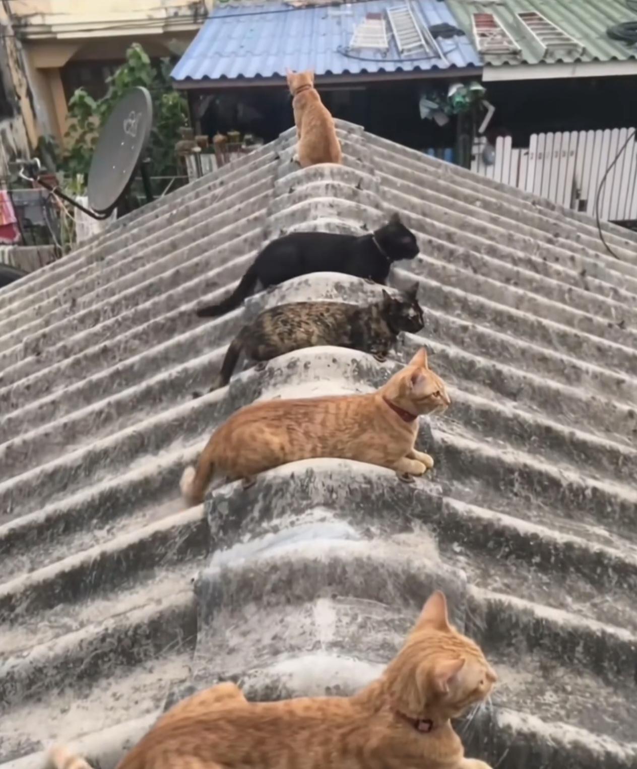 猫趴屋脊，大吉大利！根据咱们民间的民俗与风水，猫趴屋脊是吉兆。在云南白