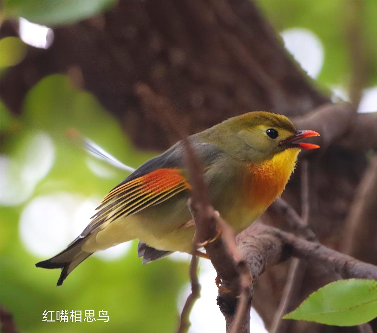 可爱的小鸟