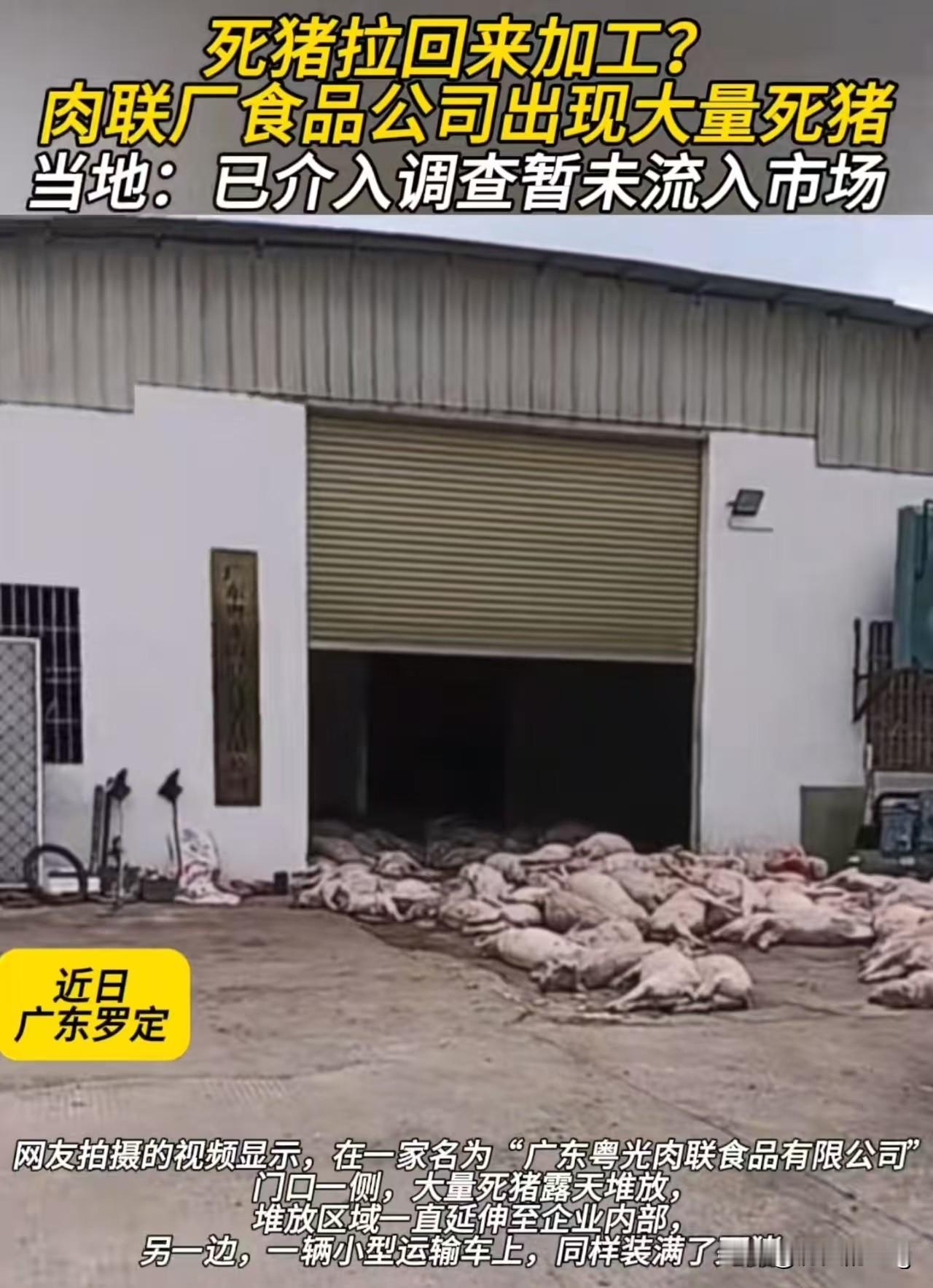 广东罗定某肉联厂死猪事件后续影响,有网友曝出更多细节!10月26日,有网友发