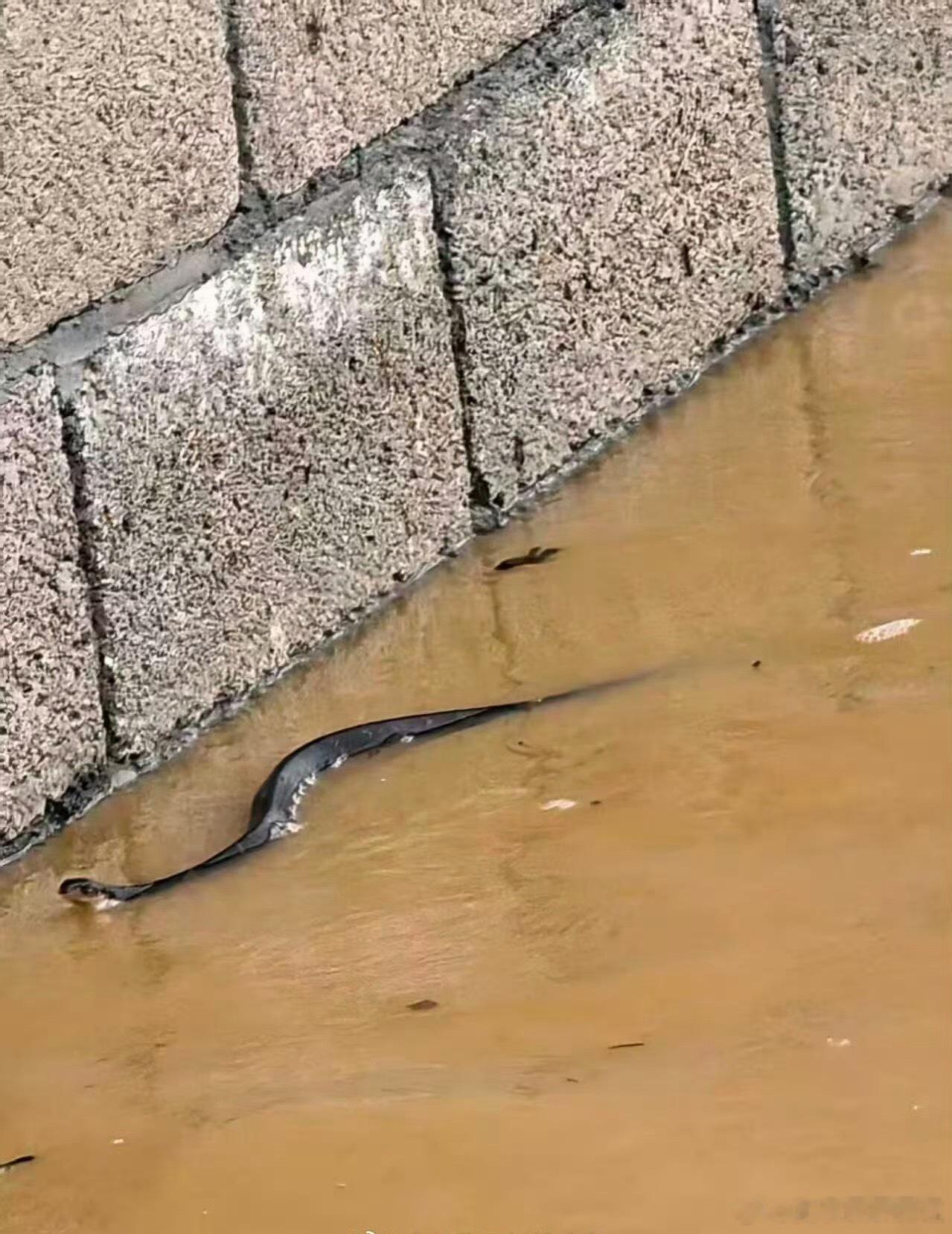 洪水致养蛇场蛇逃出有眼镜蛇受台风“美莎克”影响，广西横州市云表镇一处养蛇场7月6