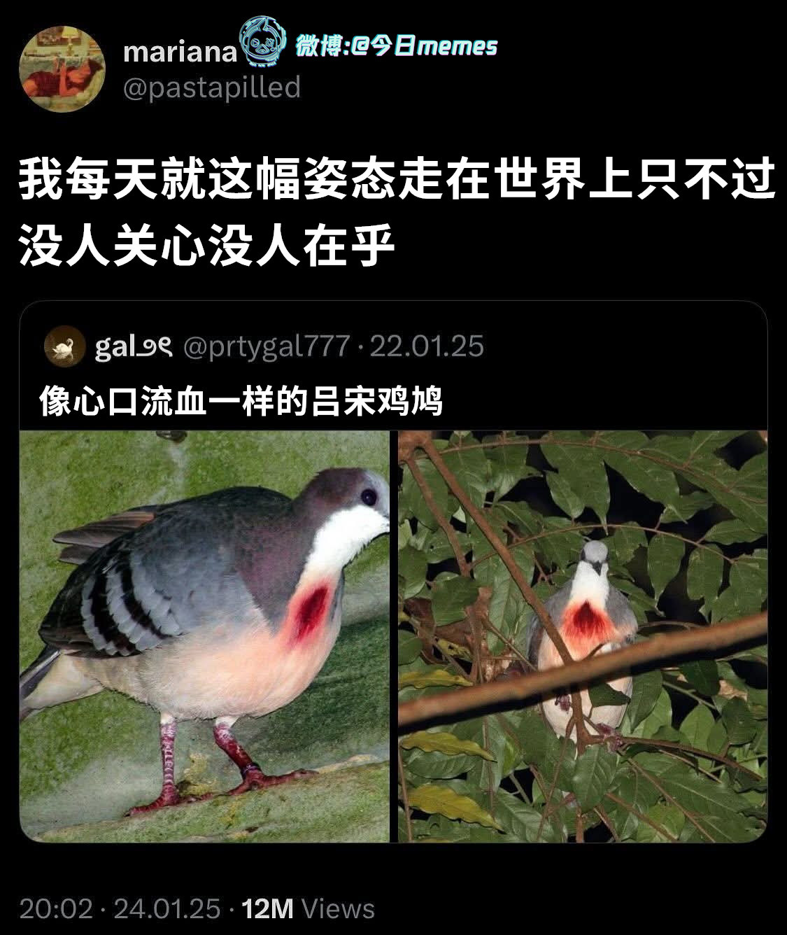 我是无所谓的（pastapilled）今日meme今日memes​​