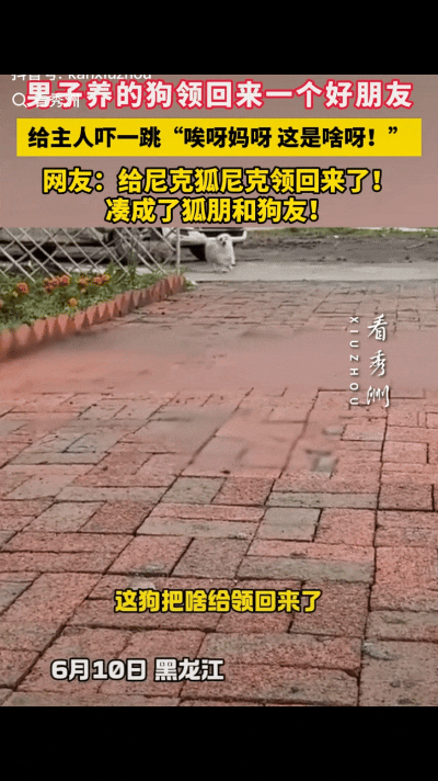 笑到停不下来！万万没想到“狐朋狗友”还能被一只狗子重新定义。黑龙江这位大哥早上发