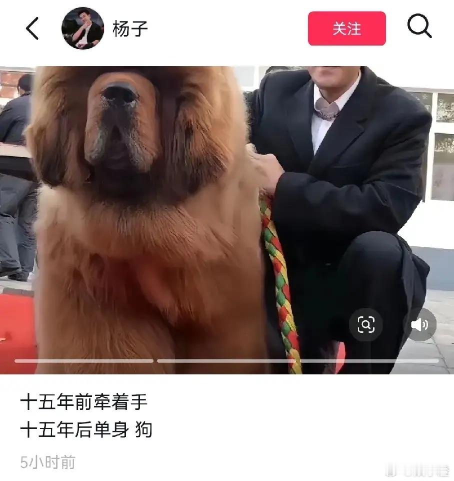 杨子的评论区简直是太逗了，让人忍俊不禁！前一秒他还在深情款款地表达着什么，后一秒