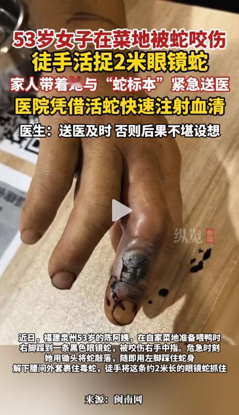 “真虎啊！”53岁的陈阿姨在自家菜地喂鸭时，右手突然被一条2米多长的黑色大蛇咬住