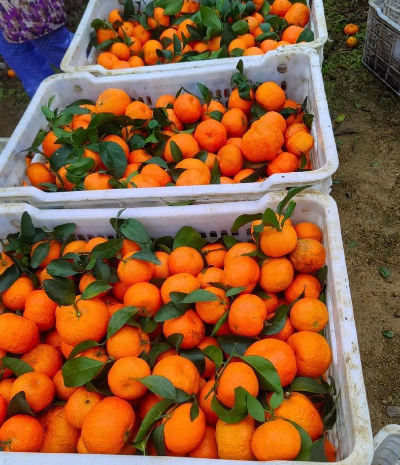 沙糖桔今年卖不动？不是贵也不是不爱，关键问题在今年的沙糖桔怎么不香了？