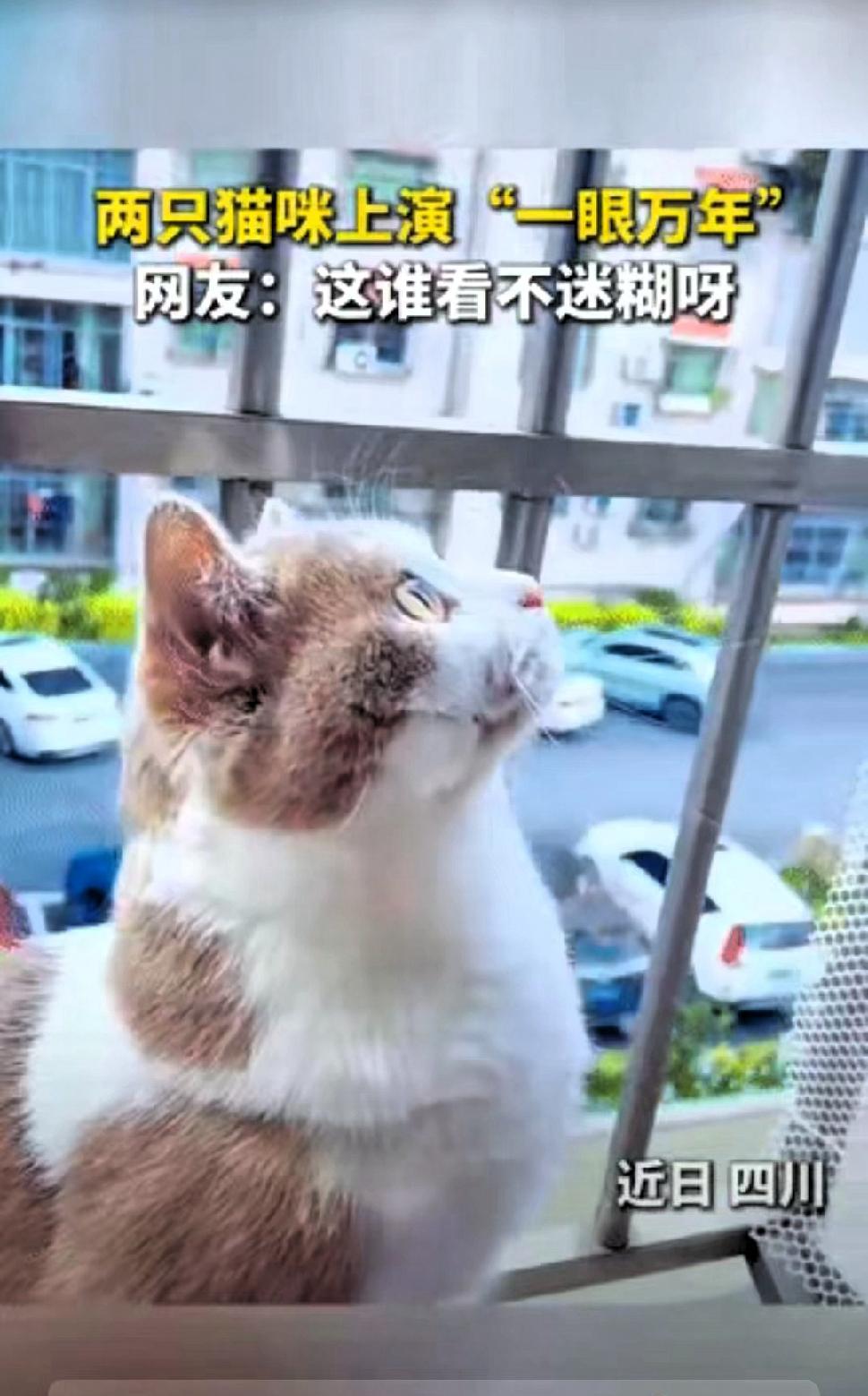 四川，一女子发现自家猫咪抬着头，呆呆地坐在窗台上，好像在看什么，出于好奇，她顺着