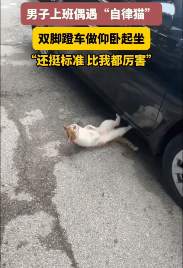 非常自律的猫咪，自己竟然做上了仰卧起坐！