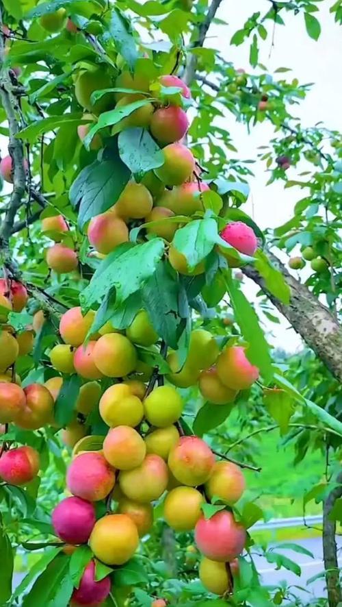 上联:雨吟春曲，尽赞千山绿，下联:风绘秋图，再送百果香。