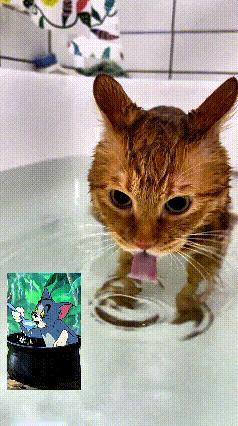 给小猫咪洗澡，本来是想好好把它洗干净，结果好家伙，这小家伙不老实，低头一个劲猛喝