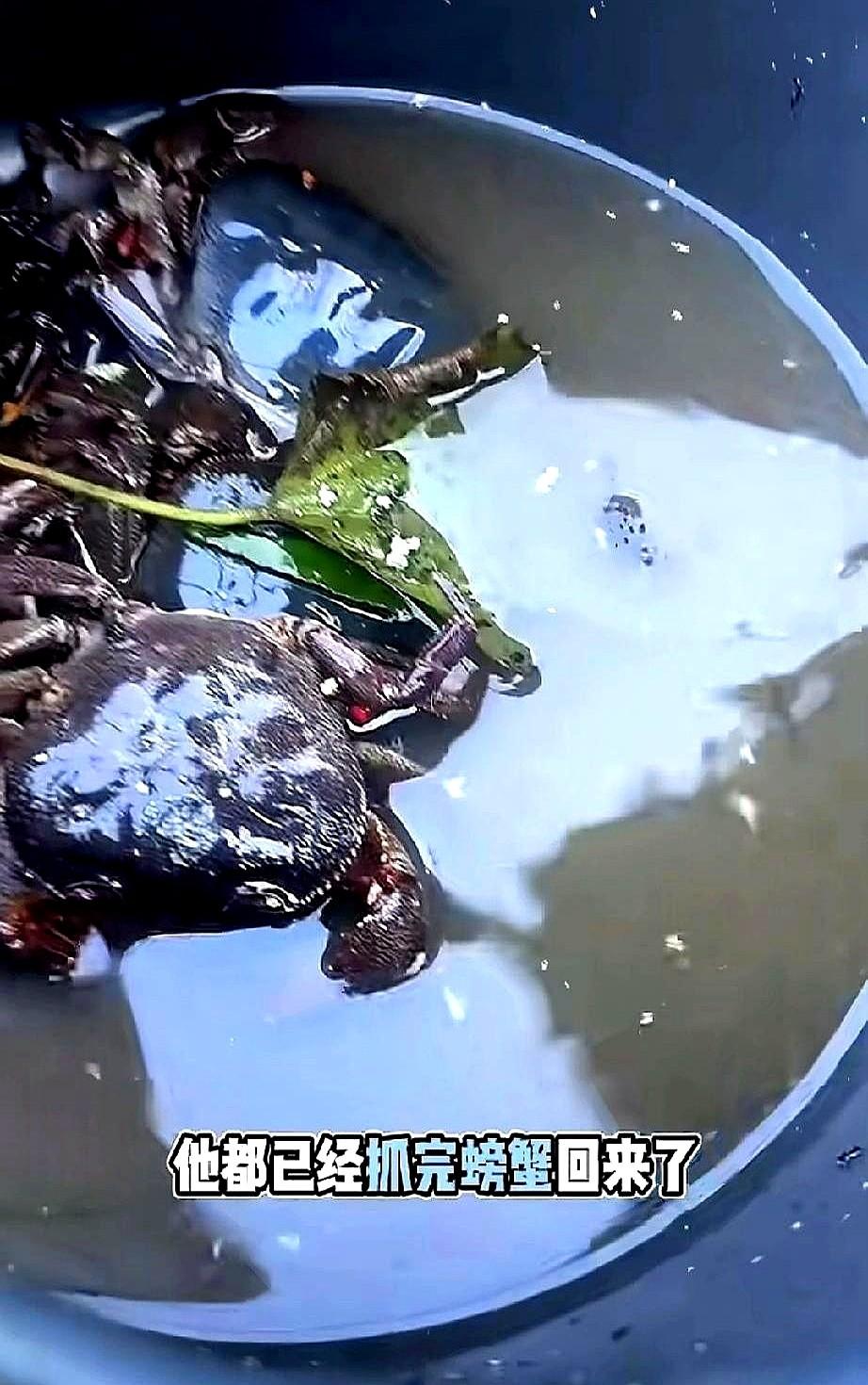 看着都香的螃蟹宴，吃完却能拉到虚脱。11月26号，七星山荒野求生决赛第三天，