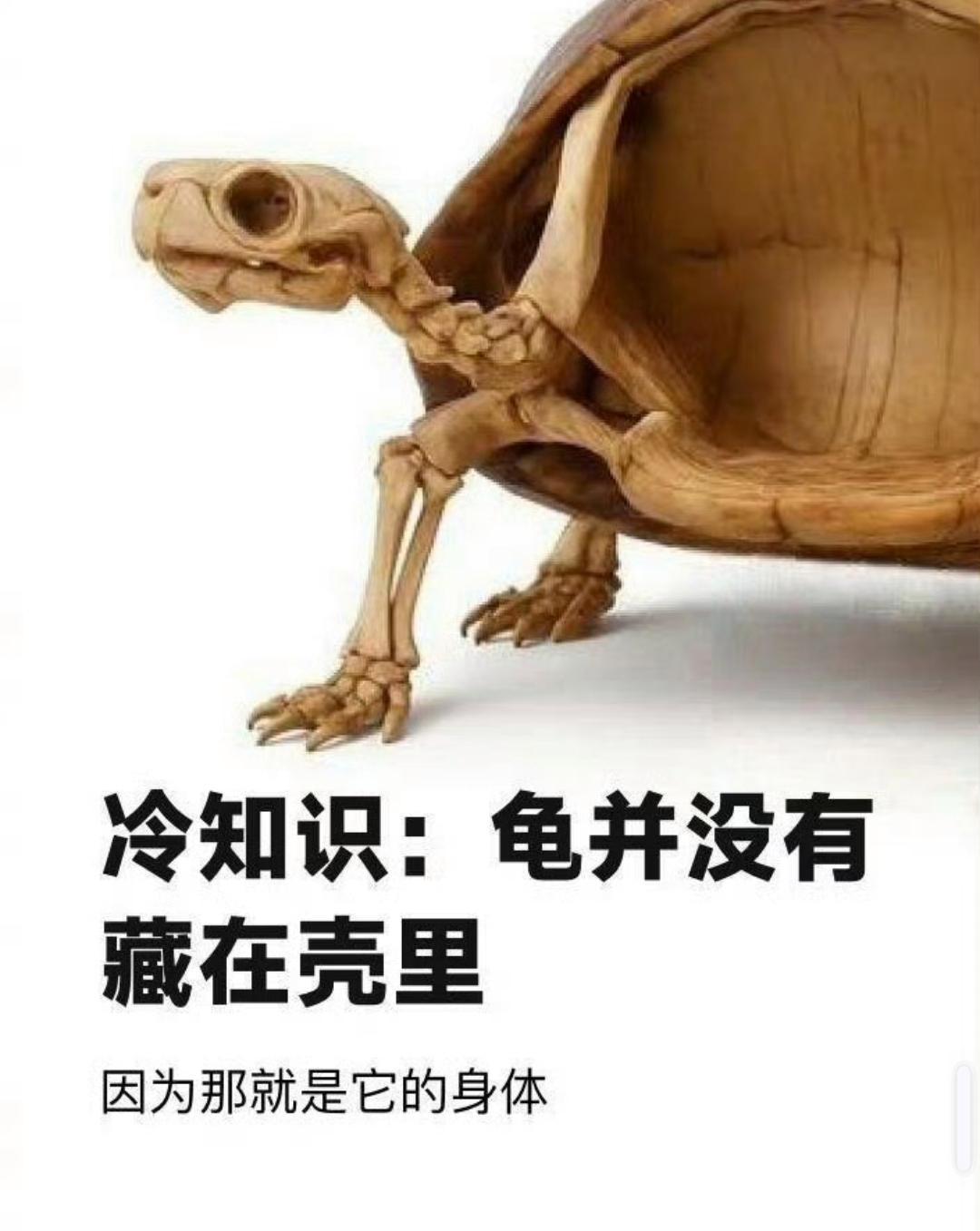 冷知识：乌龟并不是藏在壳里的