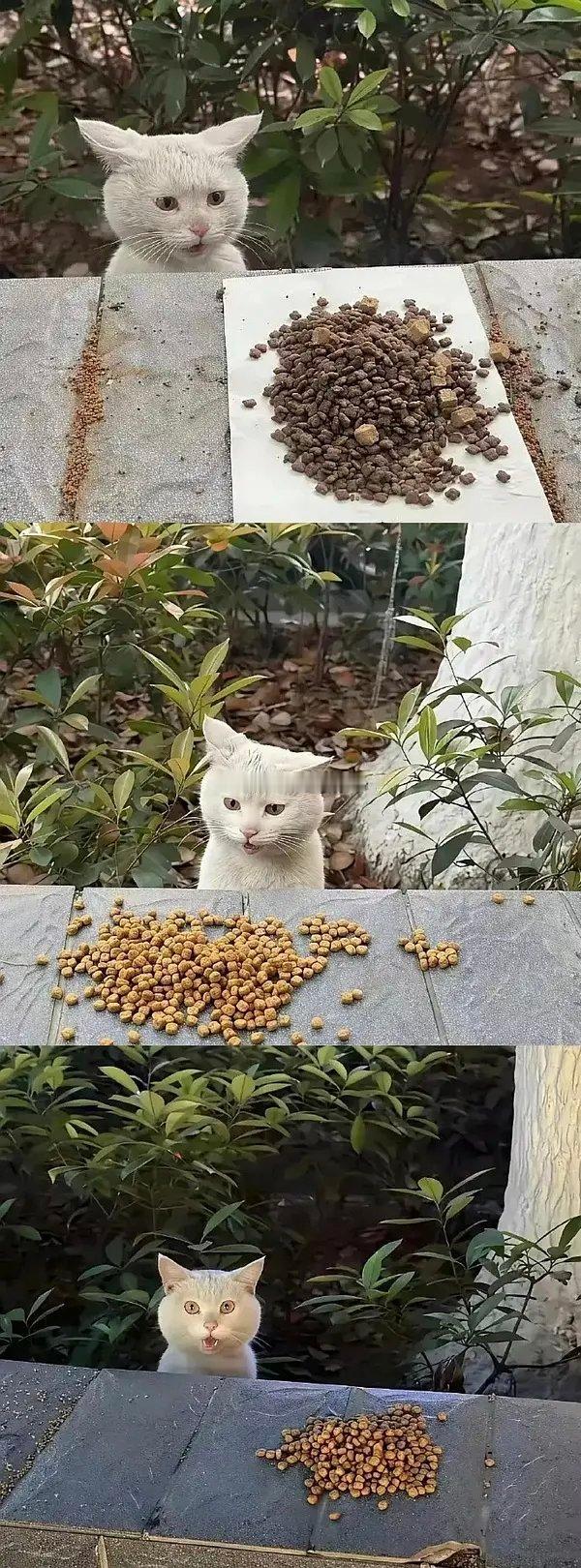 流浪小白🈶家后对猫粮的态度，好可爱捏~​​​