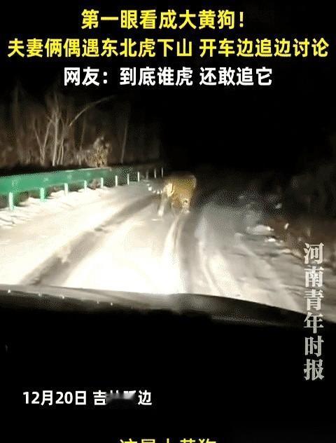 我当时脑子里“嗡”的一下，就一个念头：完了，这不是狗。脚下下意识就点了刹车，整