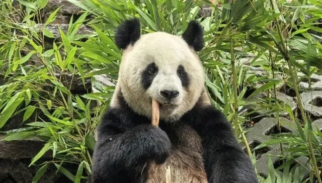 雌性大熊猫“冉冉”将旅居比利时