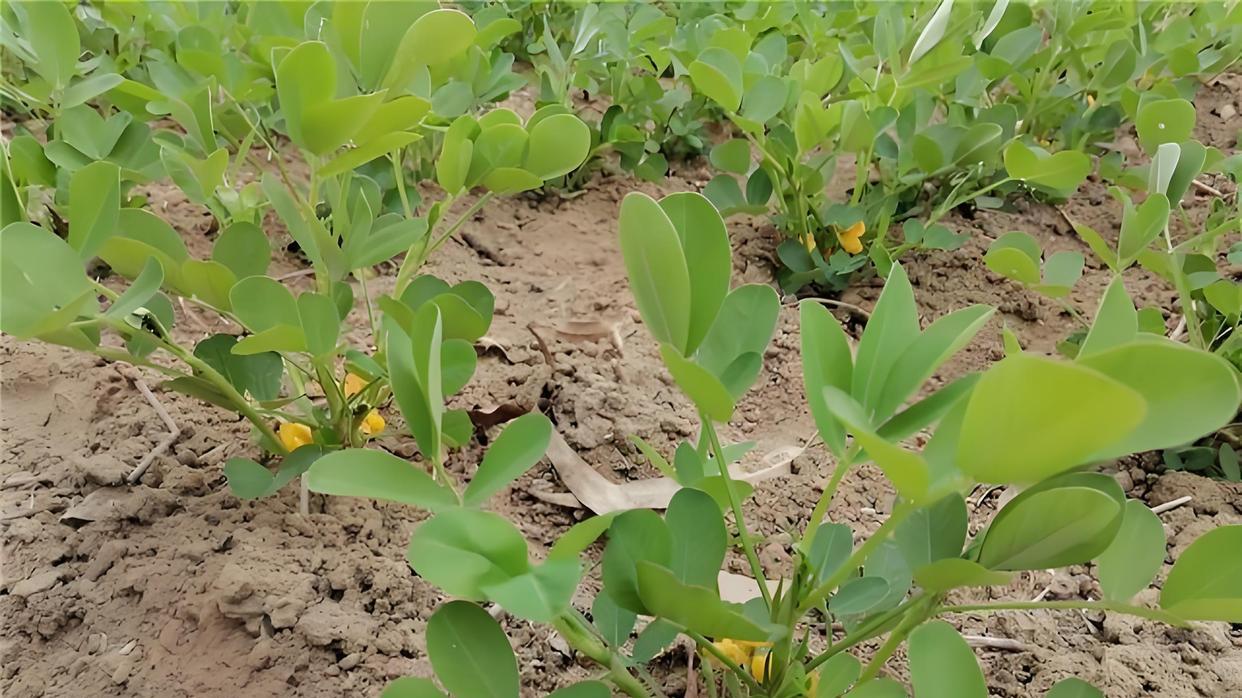 花生种植时间表: 几月份播种最合适?