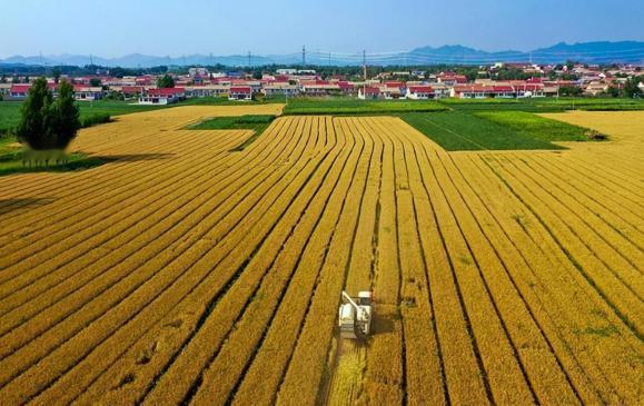 表面上看，黑龙江产出的粮食比河南多，2024年黑龙江产粮8001.7万吨，河南产