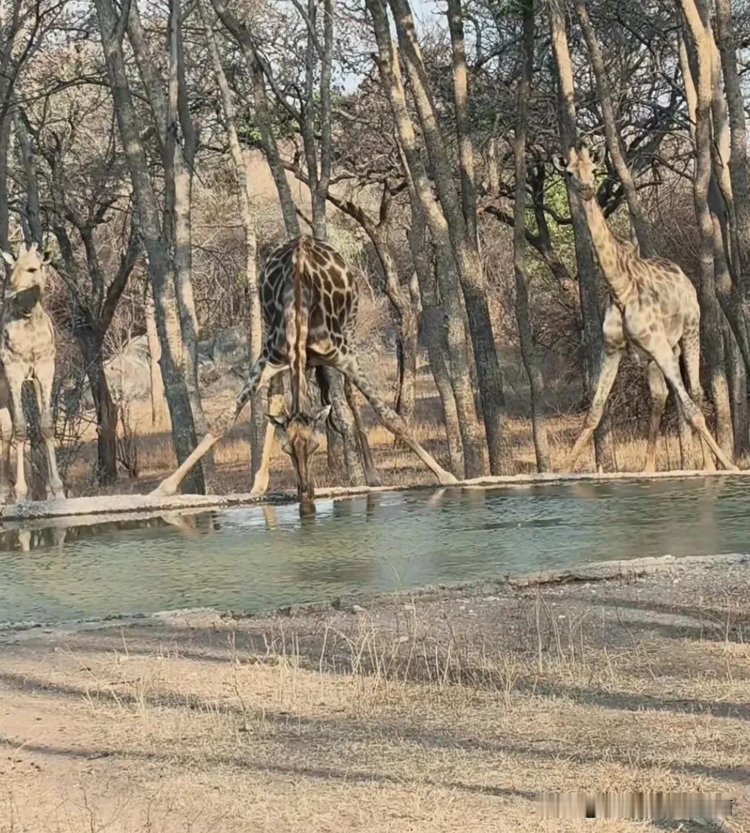 不看不知道原来长颈鹿是这样喝水的反正我是第一次见到让我长见识了长颈鹿微笑