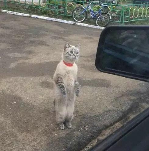 我去菜市场小鱼摊，能带带我吗？