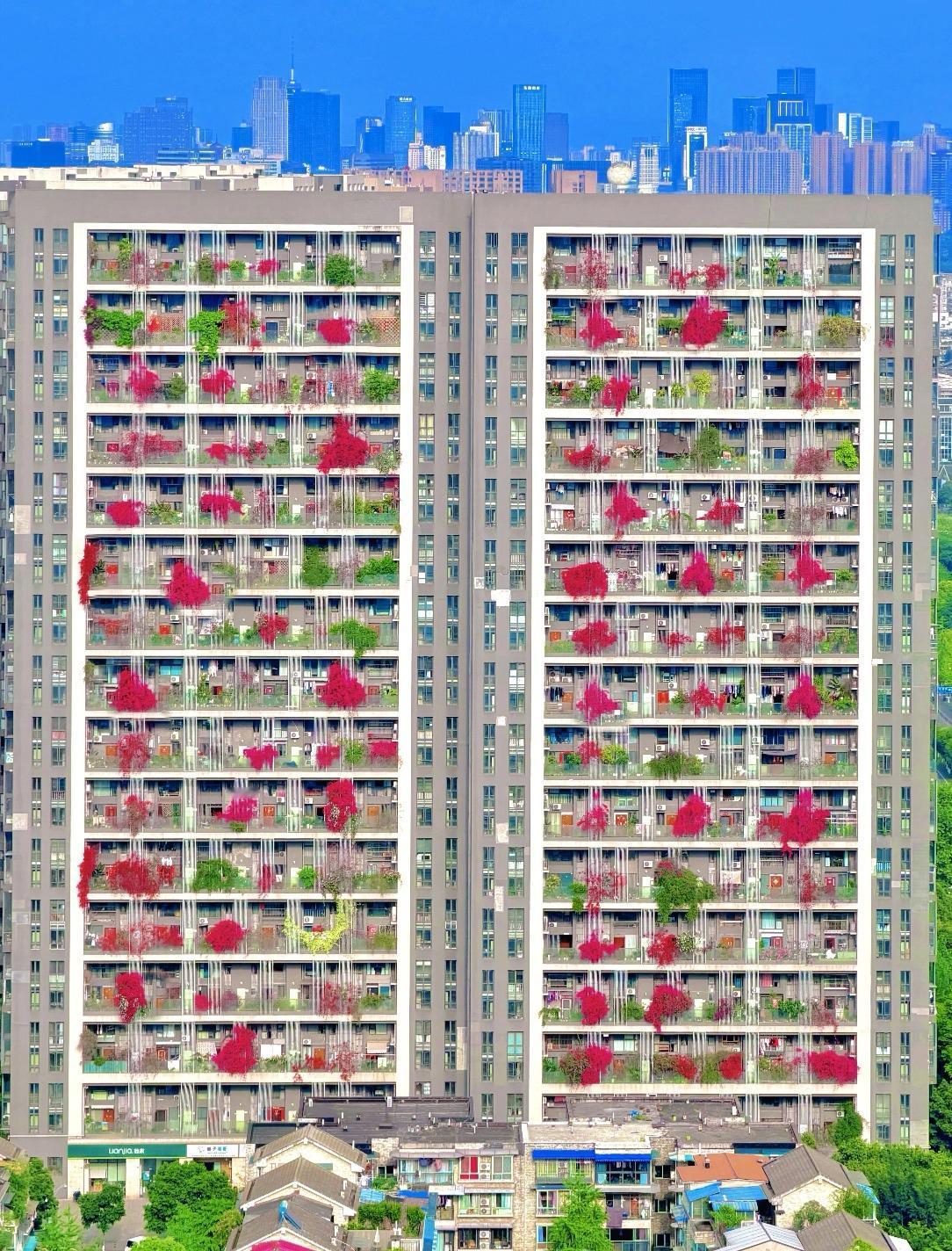 我好奇的是，是谁怎么让每家每户都栽种三角梅的？