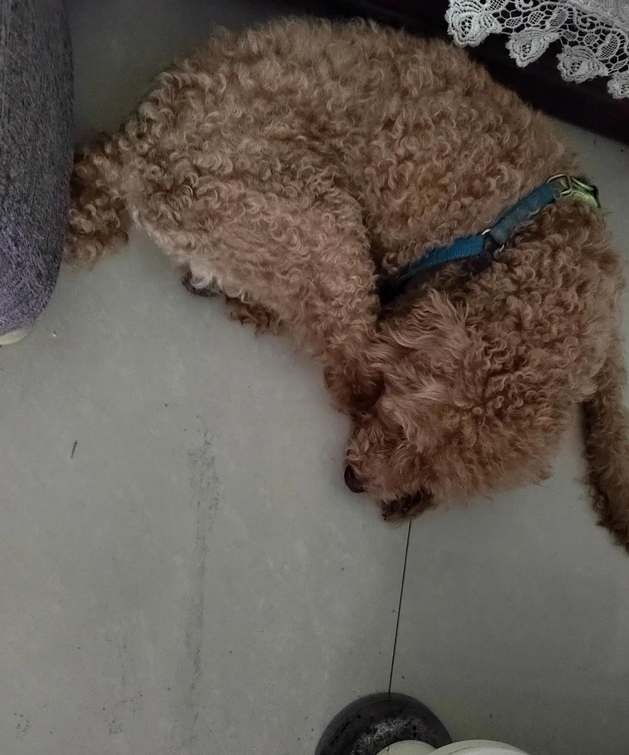 我错怪我家狗狗了。我家泰迪犬养了12年了，属于老年犬了。近两年发现狗狗体味很重，