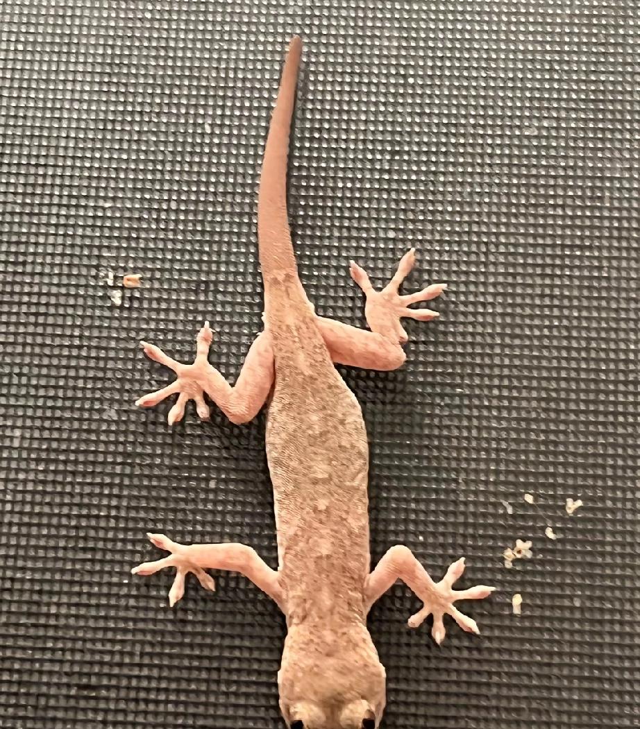 “恶龙咆哮？”河南一位大姐正收拾屋子的时候，瞅见墙上趴着只壁虎。她不想伤着它，拿