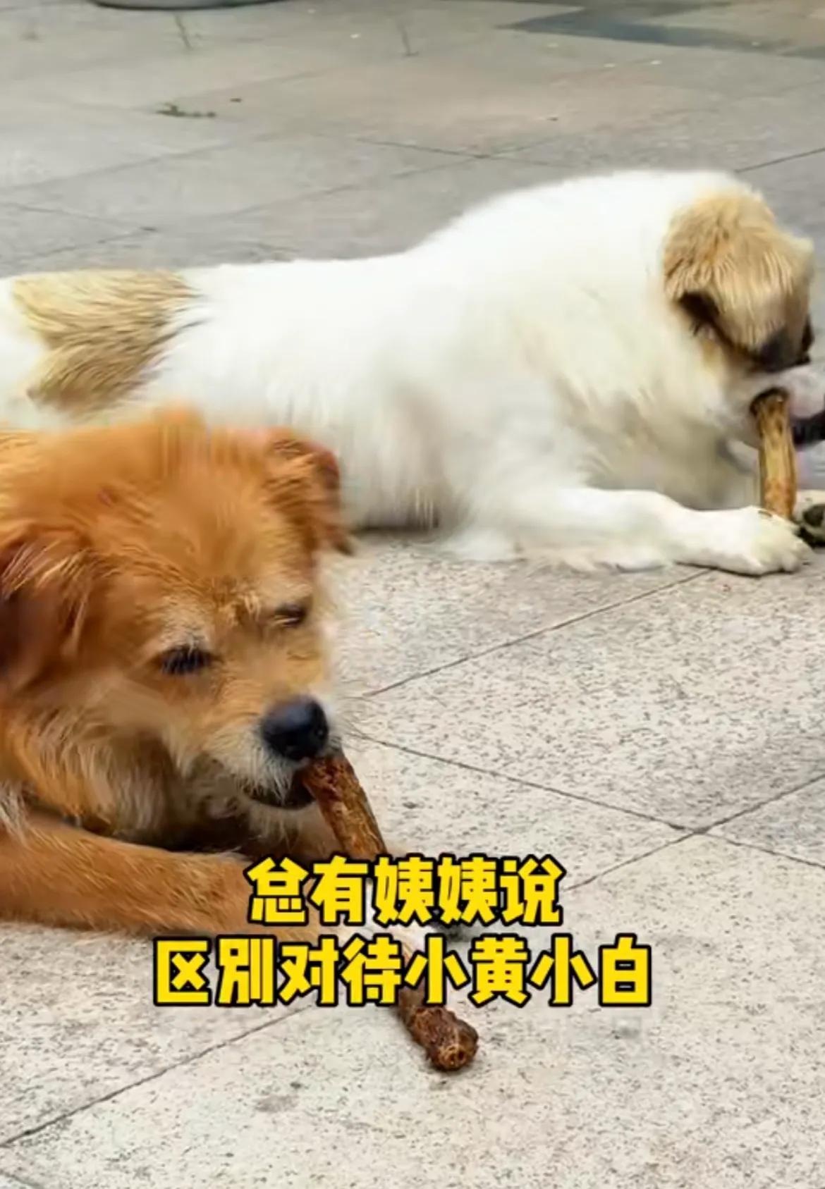 真无聊！山东烟台，身价五万的伯恩山犬啾啾的主人称，总有人质疑她区别对待黄白17，