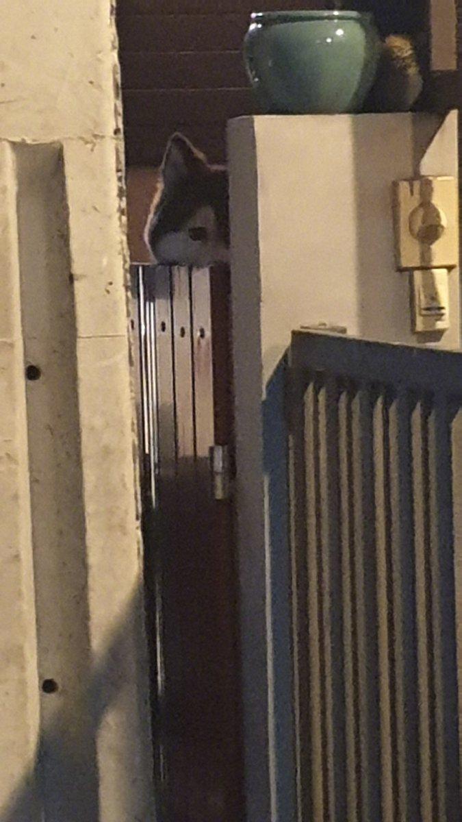 狗子：确实有点无聊