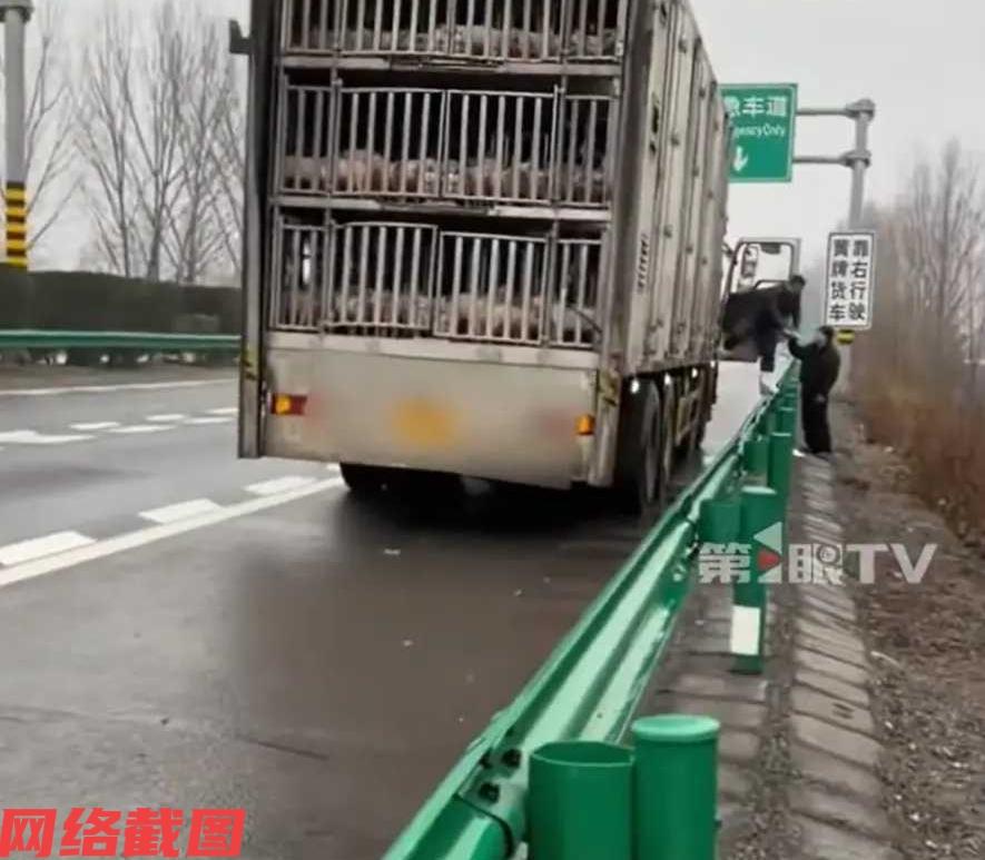 安徽阜阳有女子开车在高速上。你只不过让女子没有想到的事，碰到运小猪仔车的车挡