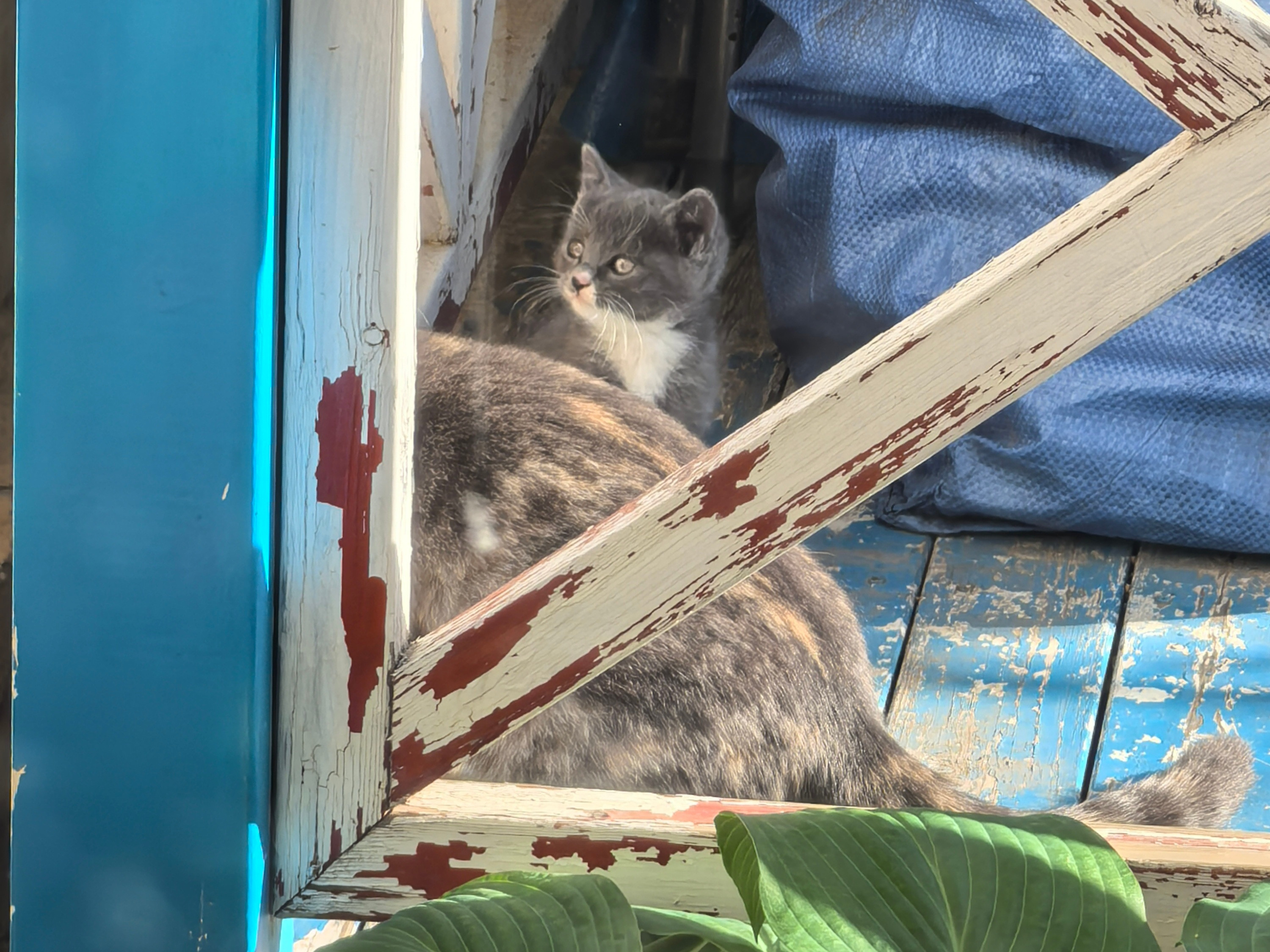 猫宝宝我给起名叫TOM…