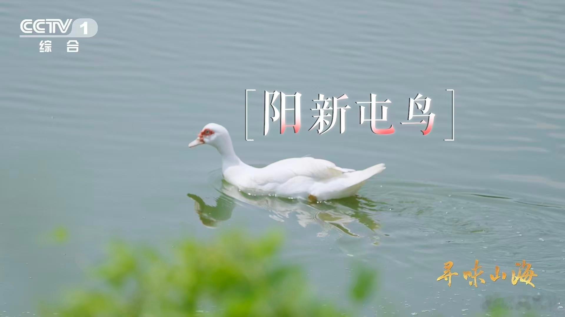 湖北有种会飞的牛肉家禽界也有四不像刷到湖北黄石仙岛湖的阳新屯鸟直接惊了！似鹅非