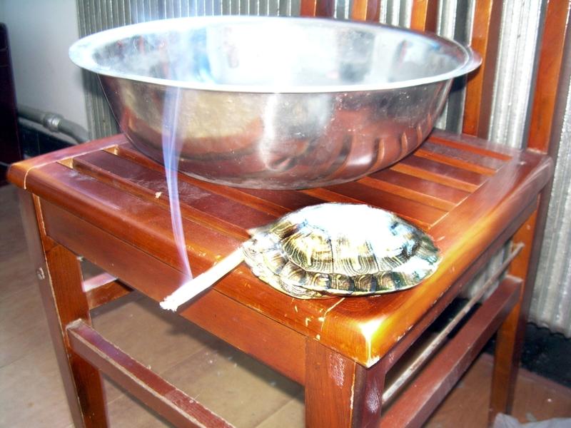 男子节后返家，价值几万乌龟全被煮！真相曝光，全网心疼到窒息谁能想到，春节出