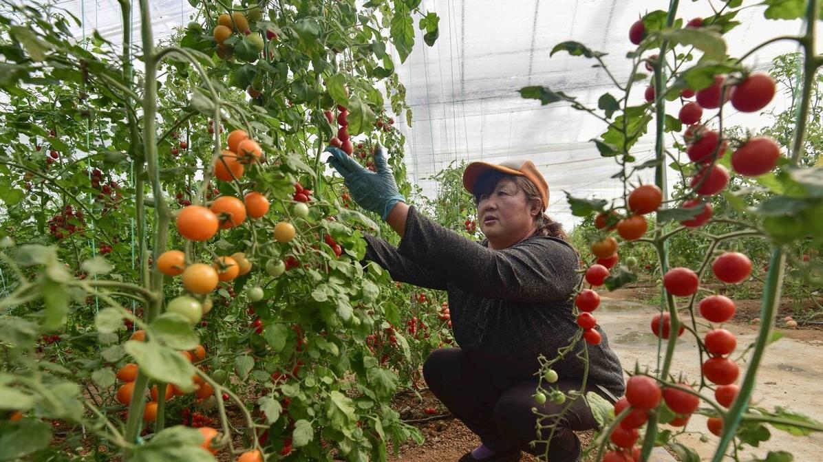 用红糖和酵母粉自制菌肥, 简单实用, 成本低