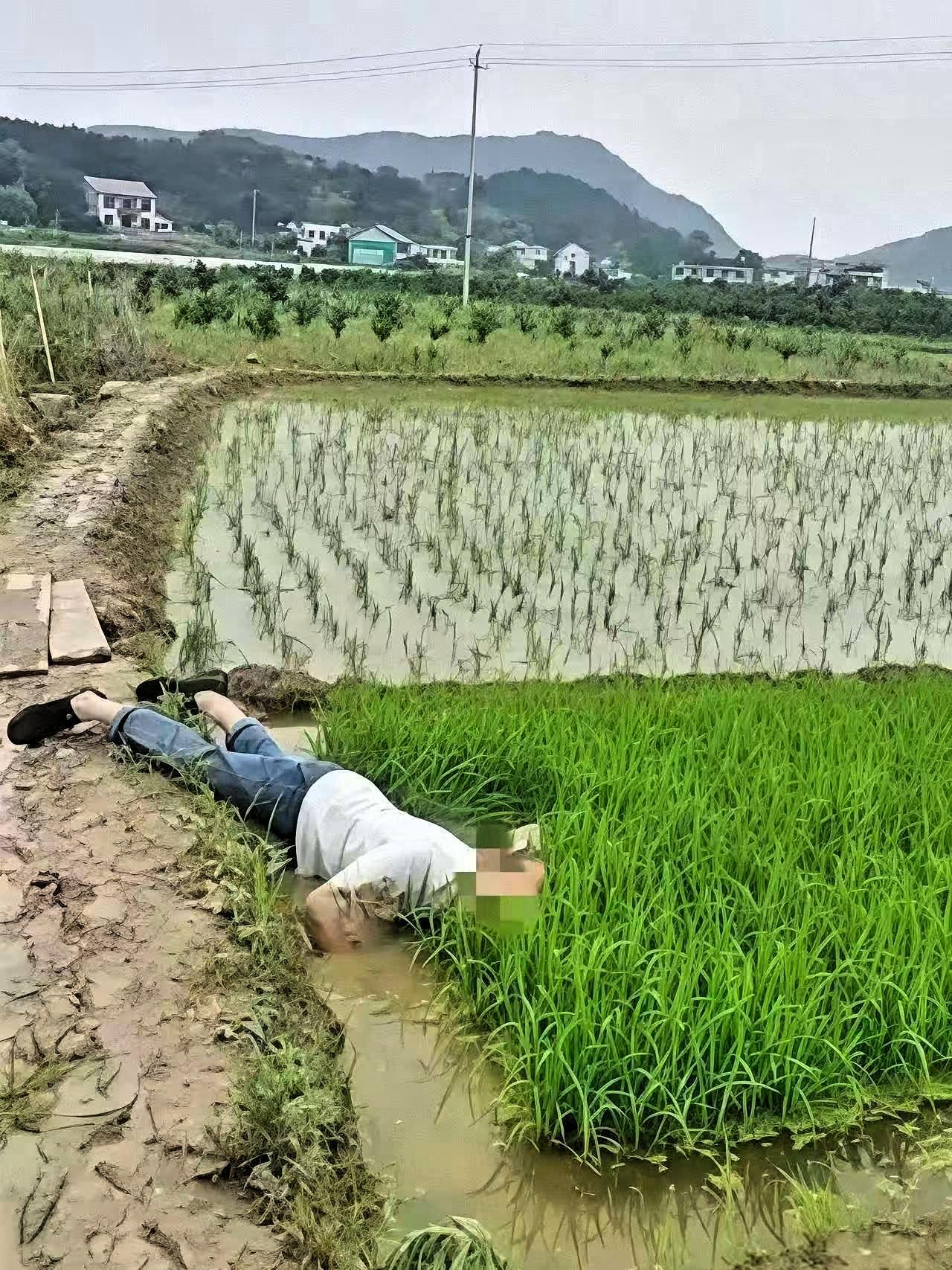 “并非谁死谁有理！”四川成都，一七旬大爷早起锻炼时，路过一片稻田，当他来到稻田边