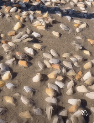 这沙滩海鲜好多啊![捂脸哭]