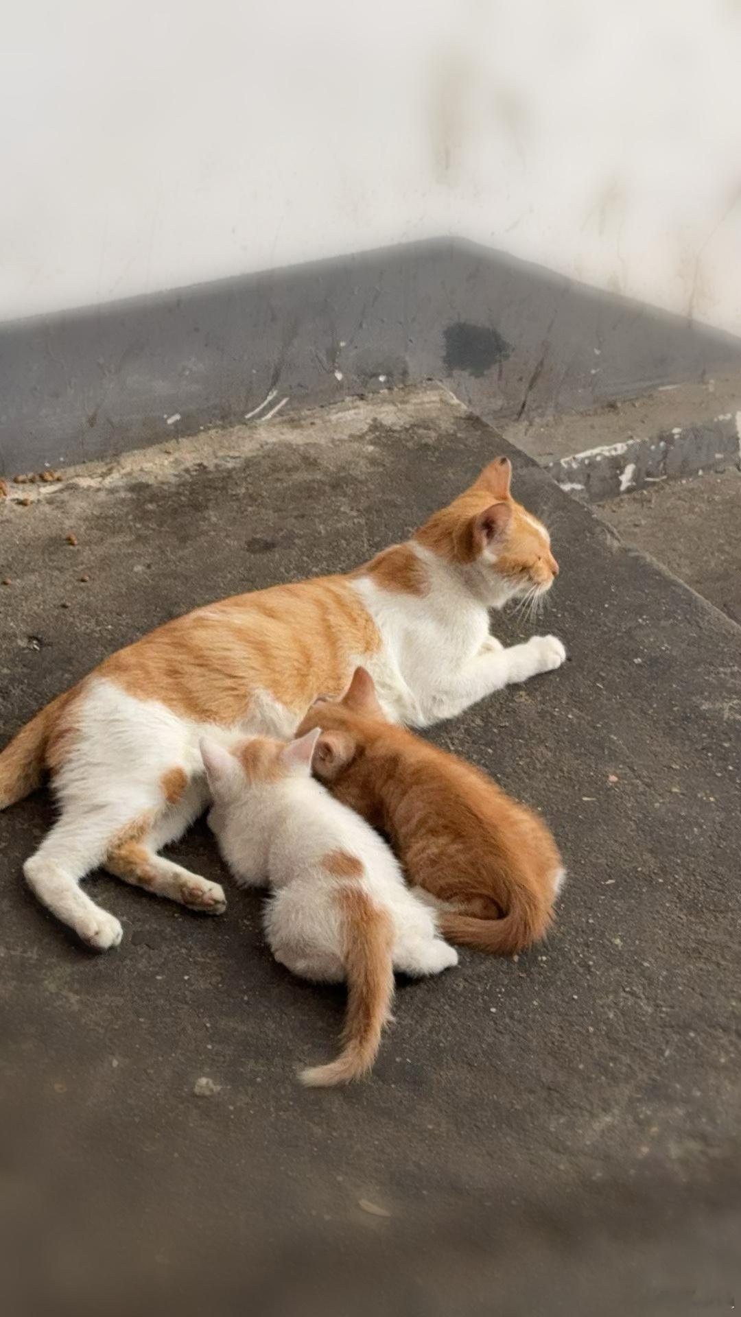 没脸猫温馨的一家​​​