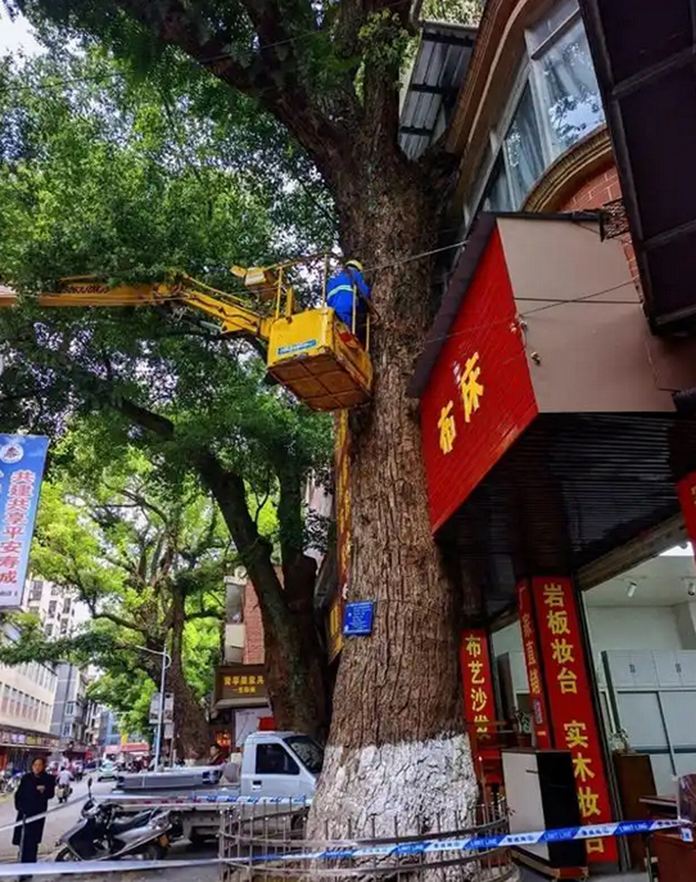广西一220年珍贵古樟树遭多次投毒! 犯罪嫌疑人供述作案原因