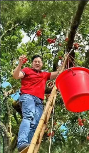 看来明星带货能力是真强全红婵在家摘了几天荔枝忽然发现霍启刚也来效仿了