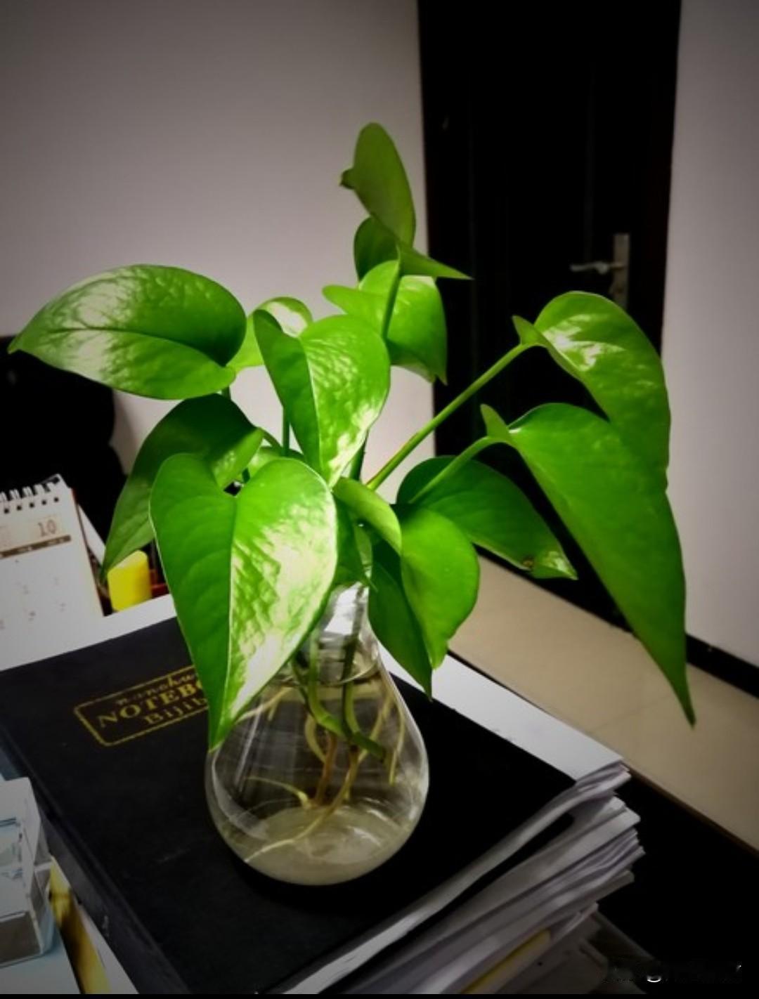 最近这一两年网上总有人说，家里不能养绿萝，养了绿萝容易腰疼。我也看到了这样的言